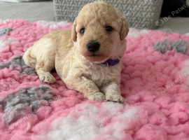 F1Bb miniature labradoodles