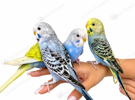 Super silly hand tamed baby budgies for sale