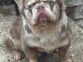 VISUAL FLUFFY ISABELLA N TAN MERLE STUD DUTIES AVAILABLE