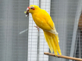 Pair of Kakarikis and a ringneck for sale
