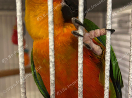 Jenaday conure