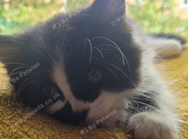 cute kittens