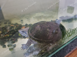 musk turtle