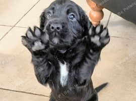 K C  registered cocker spaniels for sale