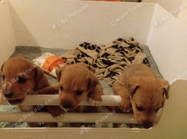 Lakeland terrier puppy's