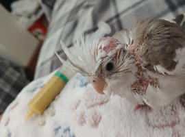 5 cockatiels ready really soon