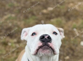 Rehome