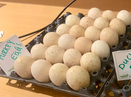 Bronze and black turkey fertile hatching eggs