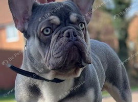 Lilac and tan French bulldog