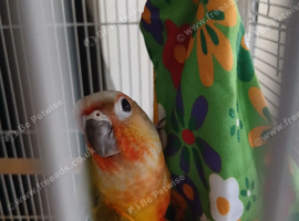 Young pineapple conure