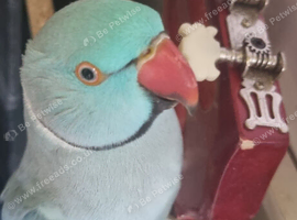 Indian Ringneck parrot