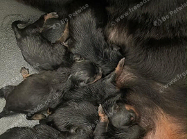 Rottweiler pups