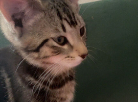 2 kittens male