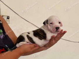 Adorable Puppies Staffordshire Bull Terrier