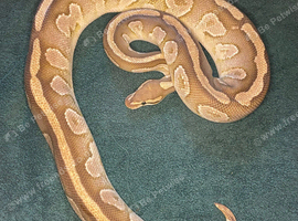 Reduced male and female ball pythons