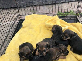 Border x Lakeland pups for sale