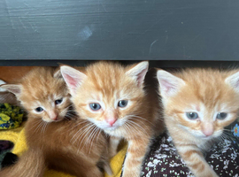 4 beautiful fluffy kittens