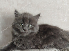 Mixed russian blue girls