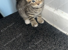 Male kittens ready
