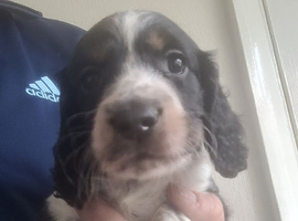 Cocker spaniel pups