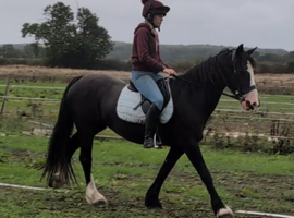 14.2h 13yr old second pony