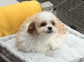 Cavapoo