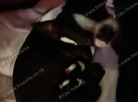 Gorgeous wee Scottish Boston terriers puppies for rehoming