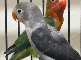2 baby lovebirds