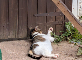 Looking for a new home for Tess
