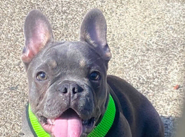 French bulldogs