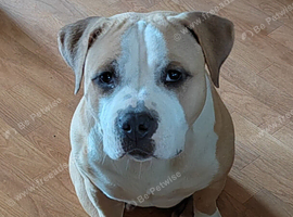 6 years old female pocket bully cross stuffie