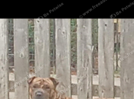 Sharpei Cross staffie