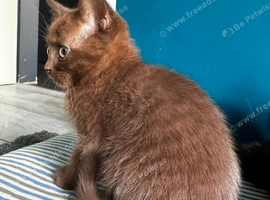 British Scottish short hair