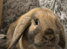 2 x rabbits