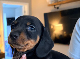 2 beautiful miniature dachshund puppies