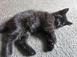 Beautiful black boy