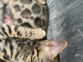 Magical bengals