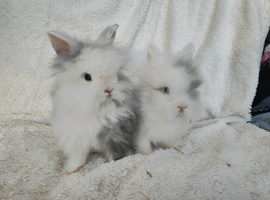 Last 3 Double mane lionhead rabbits