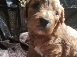 Cavapoochon puppies, 3 Girls, 2 Boys