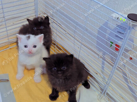 Unique fluff kittens