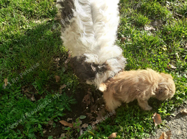 Cockapoo puppy for sale