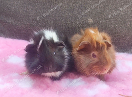 Beautiful pair of male guinea pigs