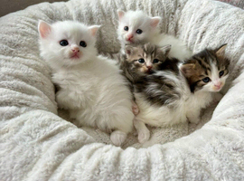Four very fluffy kittens