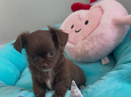 long coat stunning quality chihuahuas