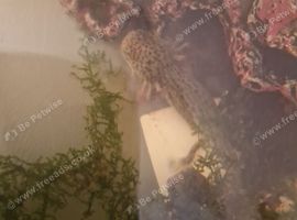 Juvenile axolotls