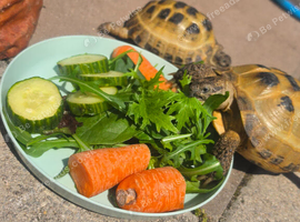2x horsefield tortoises