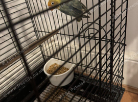 Love birds for sale
