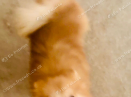 Lovely puppys and Nice color and soft and soft orange and white fur