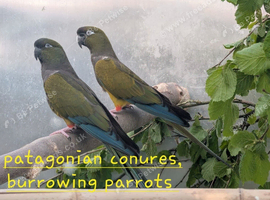 Proven male patagonian conure