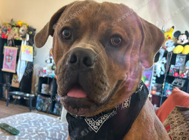 Scar: Sweet & Cuddly Rottweiler x American Bulldog Looking for a Loving Home